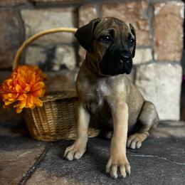 Pink collar - Red female Cane Corso puppy in Tucson, Arizona from Cane Corso Friends