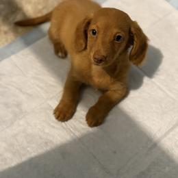 Cockapoo, Dachshund, and Miniature Schnauzer Puppies from LUXEYPUPS