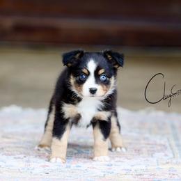 Jason Voorhees - Black tri male Miniature Australian Shepherd puppy in Prague, Oklahoma from Clay Creek Aussies