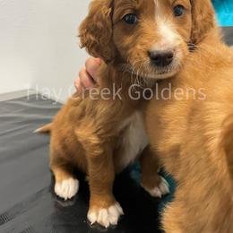 Goldendoodle Puppies from Hay Creek Acres Goldens