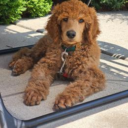 Mercury - Poodle