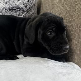 Great Dane Puppies from Denver Danes
