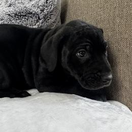 Great Dane Puppies from Denver Danes