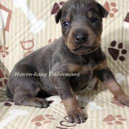 Blue Rust Male 297 - Blue and rust male Doberman Pinscher puppy in Harmony, North Carolina from Havenhaus Dobermans