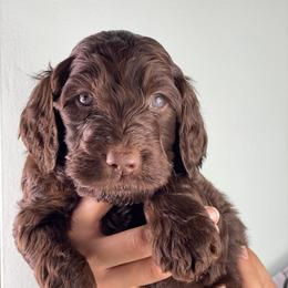 Bernedoodle and Goldendoodle Puppies from Doodling All Day Goldendoodles & Bernedoodles