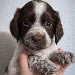 Koa - Liver white and roan male English Springer Spaniel puppy in Florida from Thunderbird Springers