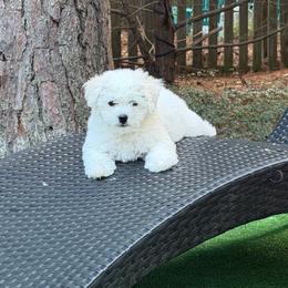 Nika - White female Bichon Frise puppy in Glen Allen, Virginia from Amori's Royal Bichons