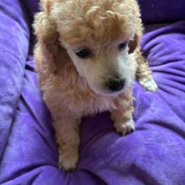 Light red female - Red  female Poodle puppy in Burien, Washington from South Sound Doodles