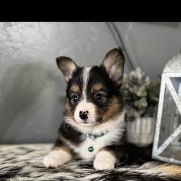 Diego - Black and tan Companion Cross puppy in Post Falls, Idaho from Splootin’ around Corgi’s