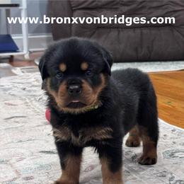 Male 1 - Black and tan male Rottweiler puppy in Danieslville, Georgia from Bronx Von Bridges Rottweilers