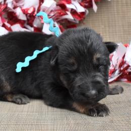 Blue Boy - Black and tan male German Shepherd puppy in Grants Pass, Oregon from Granville German Shepherds