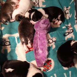 Chihuahua Puppies from Roodhaus Chihuahuas