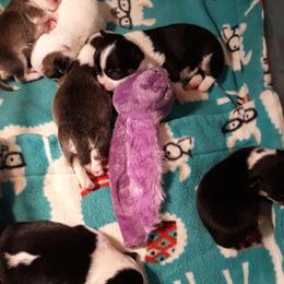 Chihuahua Puppies from Roodhaus Chihuahuas