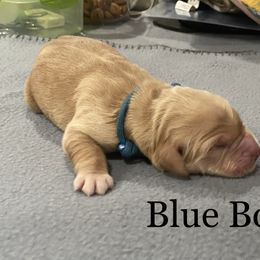 Boy 1 - Golden Golden Retriever puppy in Argyle, Texas from Randalls Golden Retrievers