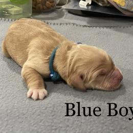 Boy 1 - Golden Golden Retriever puppy in Argyle, Texas from Randalls Golden Retrievers