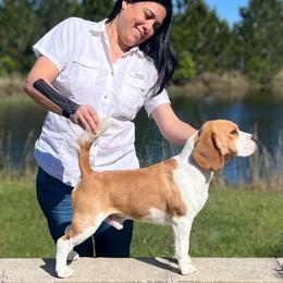 Beagle All Grown Up from Royal-Tea Beagles