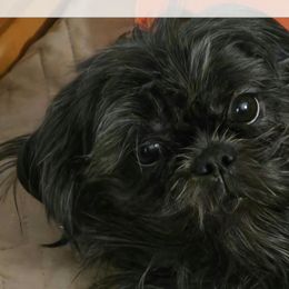 Sugar - Shih Tzu