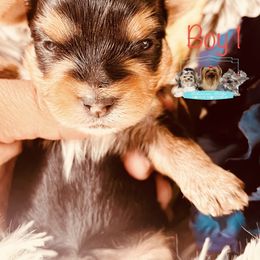 Yorkshire Terrier Puppies from Charm City Yorkie Boutique