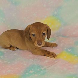 Dachshund Puppies from Newbern's Nuggets