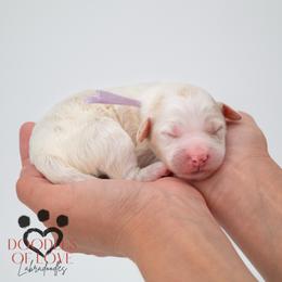 Miss Purple - Parti female Labradoodle puppy in Travelers Rest, South Carolina from Doodles of Love Labradoodles
