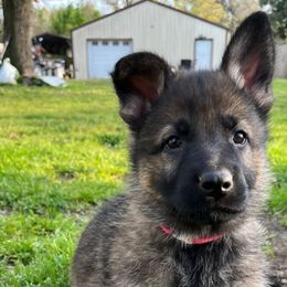 Pink Girl - Sable German Shepherd puppy in Little Rock, Arkansas from Vom Gonza German Shepherds