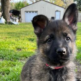 Pink Girl - Sable German Shepherd puppy in Little Rock, Arkansas from Vom Gonza German Shepherds