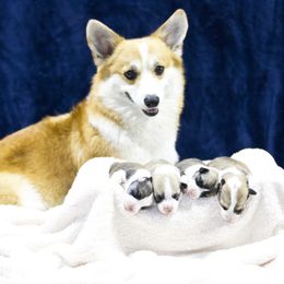 Pembroke Welsh Corgi Puppies from Cosmere Corgis