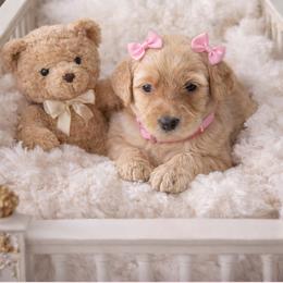 Daisy - Apricot female Goldendoodle puppy in Aurora, Illinois from Chicago Goldendoodles
