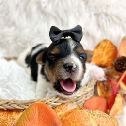 Duke - Black tan and white male Biewer Terrier puppy in Winslow, Arkansas from Morning Glory Puppies