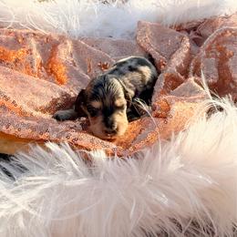 Georgia - Dapple female Dachshund puppy in New Albany, Mississippi from Double A. Doxies