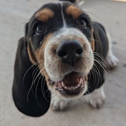 Basset Hounds from Red Mountain Basset Hounds