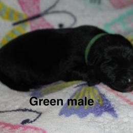 Green collar - Black male German Shepherd puppy in Ann Arbor, Michigan from Von Der Havier German Shepherds