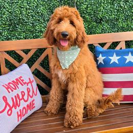 Apple's Green Boy - Red  male Goldendoodle puppy in Kountze, Texas from Texas Doodles LLC