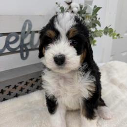 Miss Adored - Tri-color female Bernedoodle puppy in Hegins, Pennsylvania from Bubbling Springs Doodles, LLC