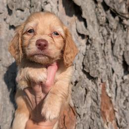 Peanut PET ONLY - Cream male Dachshund puppy in Unadilla, Georgia from Hamsley's Puppy Palace