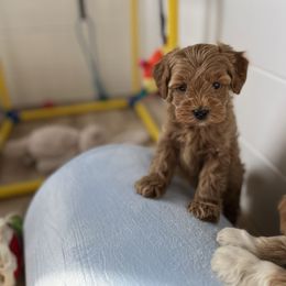 Cider - Red  male Goldendoodle puppy in San Jose, California from Doodle Amore