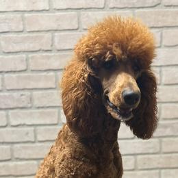 Zuri - Poodle