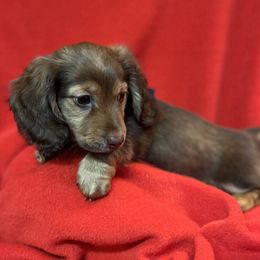 Frank - Sable male Dachshund puppy in Hooks, Texas from The Gentle Kennels