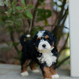 Celine - Tri-color female Bernedoodle puppy in Dalton, Ohio from Haven Doodles