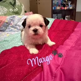 Margo - Black gold and white female Shih Tzu puppy in Pearland, Texas from Pup Paw-lace