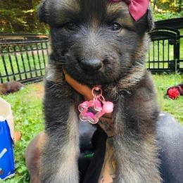 Rotini - Sable female German Shepherd puppy in Fort Jennings, Ohio from Von Holtzapple German shepherds