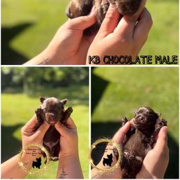 Teddy Bear - Chocolate and tan male Yorkshire Terrier puppy in Montgomery County, Alabama from Alabama Yorkies of the South (Sierra’s Yorkshire Terrier Babies)