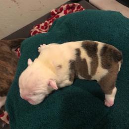 Boy 1 - Red brindle and white male Bulldog puppy in Laurel, Montana from Bull Mountain Bulldogs