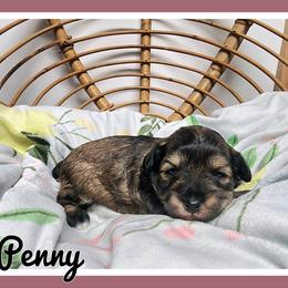 Penny - Sable female Schnoodle puppy in Lebanon, Missouri from Cedar Glades Canines