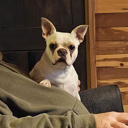 Kotton - Boston Terrier