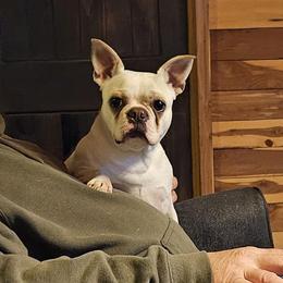 Kotton - Boston Terrier