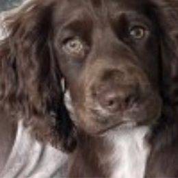 Lovey - Cocker Spaniel