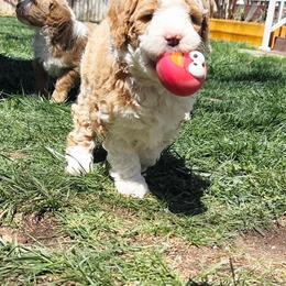 Honey - Fawn and white female Sheepadoodle puppy in Parker, Colorado from Jaqueline's Pups