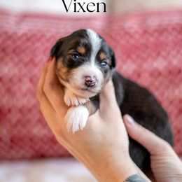VIXEN - Black tri female Miniature American Shepherd puppy in Puyallup, Washington from TRAILS END GEMINI
