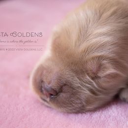 Beige - Golden Retriever puppy in Grand Blanc, Michigan from Vista Goldens